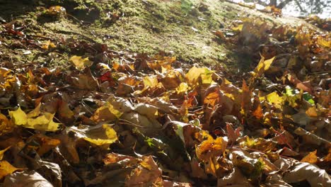 Schöne-Herbstblätter-Auf-Dem-Boden