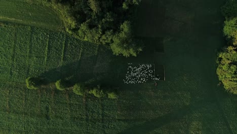 Bird's-eye-View-Of-Lush-Green-Pasture-With-Herd-Of-Sheep-Grazing---aerial-drone-shot