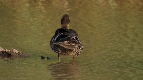 Rear-view-of-duck-shaking-tail-feathers-and-preening-ruffled-plumage-in-river