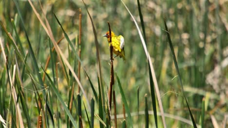 Yellow-Weaver-Bird-on-a-reed-flaps-its-wings-then-flies-out-of-frame