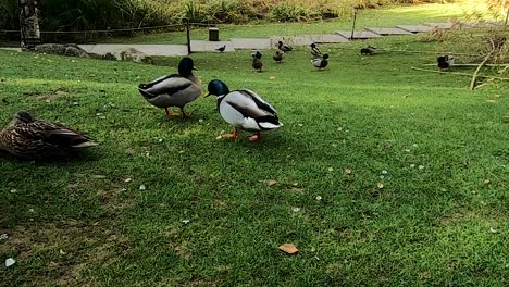 Ducks-dating-in-the-GULBENKIAN-garden-in-Lisbon,-PORTUGAL