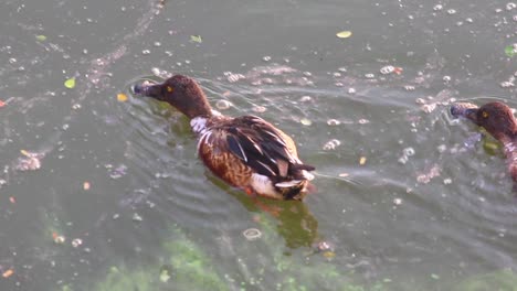 Spot-billed-duck-floating-on-water-like-boat-and-eating-small-insects-and-grass-on-lake-water-I-Spot-billed-Duck-stock-video