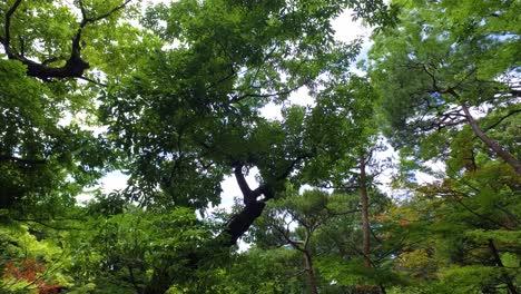 Neigung,-Blick-Auf-Einen-Japanischen-Garten