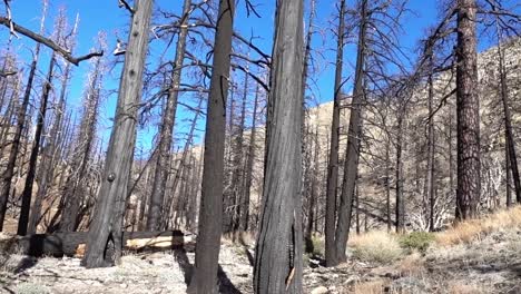 A-selectoin-of-burnt-trees-along-the-Pacific-Crest-Trail