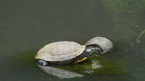 Turtle-on-stone-in-lake