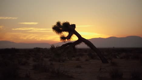 Puesta-De-Sol-Dorada-Detrás-De-La-Silueta-Del-árbol-De-Joshua,-Lapso-De-Tiempo-Del-Desierto-De-Mojave-De-California