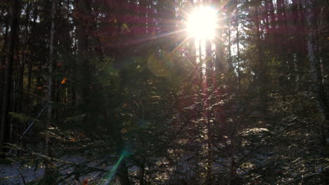 Pan-shoot-in-a-forest-in-Bavaria-with-Sunrays-shining-through-the-Branches