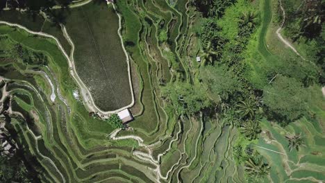Asian-rice-field-terrace-on-mountain-side,-lush-agriculture-land