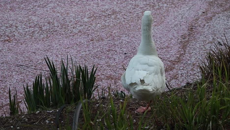 White-Goose-standing-on-edge-of-lake-filled-with-cherry-blossom-petals-in-Seokchon-Lake,-Seoul,-South-Korea
