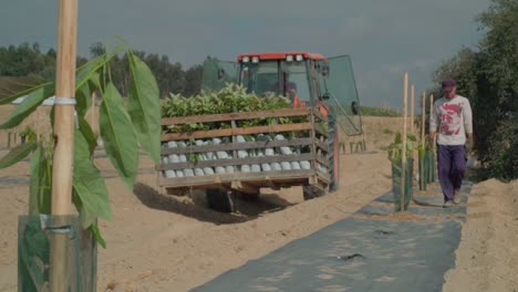Man-walking-alongside-tractor-carrying-avocado-saplings-on-farm-field,-SLOWMO
