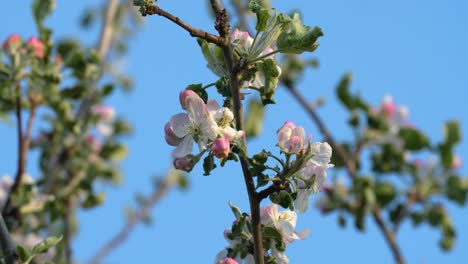 Bugs-flying-around-the-flowers-of-an-apple-tree-blossom-at-spring