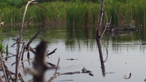 Revealing-shot-a-big-crocodile-swimming-in-the-mangrove-in-La-Ventanilla,-Oaxaca