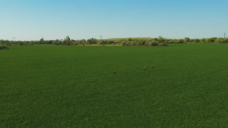 Afternoon-countryside-drone-view-from-some-flying-away-birds-above-a-beautiful-field