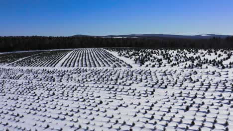 Flying-over-endless-rows-of-Christmas-trees-of-different-agesin-a-snow-covered-field