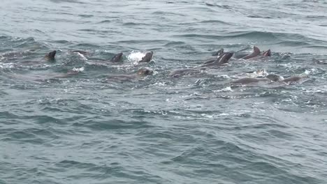 People-getting-excited-on-a-whale-watching-tour-when-they-see-several-humpback-whales-spraying-water