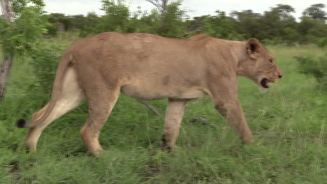 Löwin-Läuft-Mit-Der-Kamera.-Kruger-Nationalpark