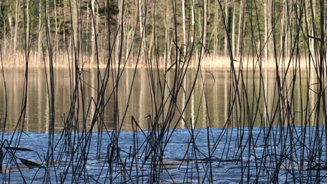 Medium-Shot-of-Lake-With-Reeds-on-a-Sunny-Day-With-Melted-Ice-Floe-on-the-Shore-and-Trees-in-the-Background