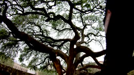 The-large-branches-of-this-over-100-year-old-oak-are-30--40-inches-around-and-weigh-several-tons