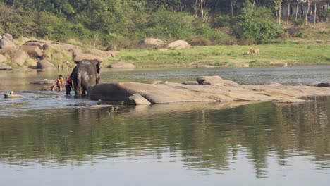 Männchen-Wäscht-Elefanten-Im-Fluss-Hampi.-Indien.-Karnakata