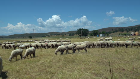 Right-pan-of-a-large-flock-of-sheep-in-an-expansive-meadow-with-their-white-sheepdog-standing-guard-and-mountains-in-the-background