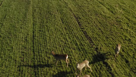 Roe-deer-standing-on-green-agricultural-field