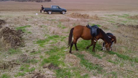 Horse-and-girl-stand-in-big-farm-field