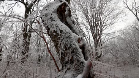 Una-Mirada-Más-Cercana-A-Un-árbol-Congelado-Parcialmente-Envuelto-En-Hielo-Debido-A-La-Lluvia-Congelada