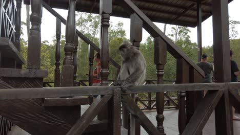Macaque-watches-tourists-as-they-explore-the-monkey-sanctuary-in-Borneo-rainforest