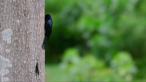 The-Greater-Racket-tailed-Drongo-is-known-for-its-tail-that-looks-like-a-racket