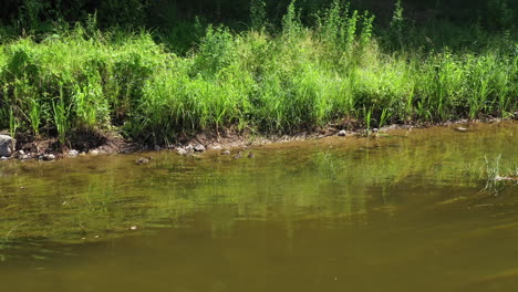 Panoramic-Shot-of-Ducklings-and-Few-Ducks-Resting-and-Sun-Bathing-on-the-River-Rocks