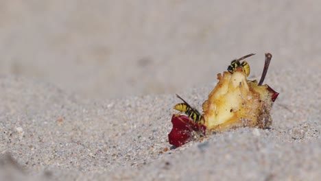 Nahaufnahme-Von-Drei-Wespen,-Die-übrig-Gebliebene-Apfelfrüchte-Am-Sandstrand-Teilen