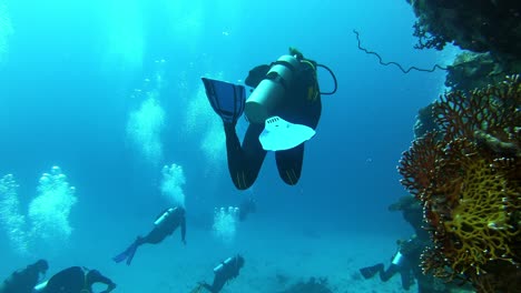 Following-group-of-divers-seen-from-behind