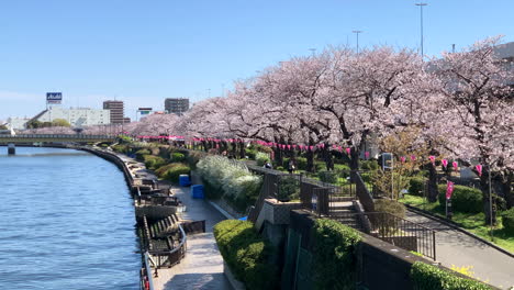 Un-Río-Con-Flores-De-Cerezo-En-El-Parque-Sumida