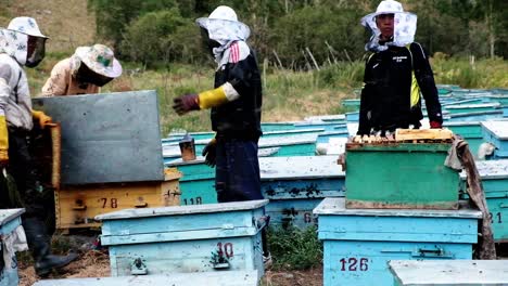 Beekeepers-looking-after-beehives-in-Kyrgyzstan-Central-Asia-located-in-a-beautiful-valley-of-the-mountains