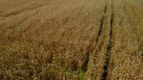 Flight-around-the-field,-golden-cereal-fields-before-the-harvest,-aerial-footage-by-drone