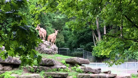 Berberschafe-Treten-Auf-Den-Felsen,-Hoher-Parkzoo