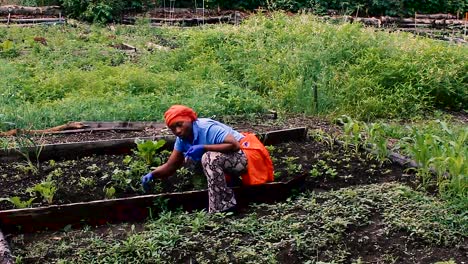 This-is-an-African-woman-weeding-her-communal-garden-in-Portland,-Maine