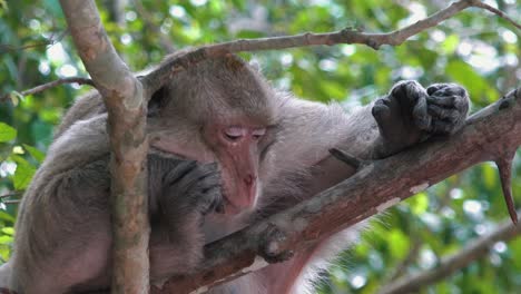 Mono-Descansando-En-Un-árbol-Contemplando-El-Significado-De-La-Vida