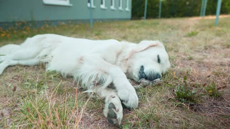 Nahaufnahme-Eines-Weißen-Hundes,-Der-Mit-Einem-Spielzeug-Im-Gras-Spielt