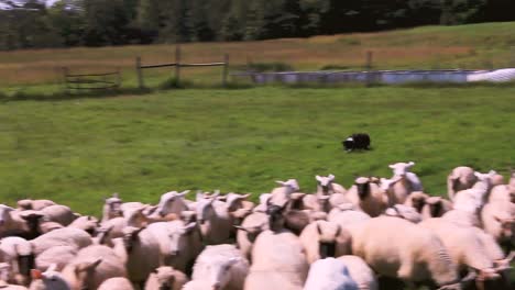 A-Border-Collie-herds-a-flock-of-Sheep-in-Harpswell,-Maine