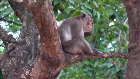 Solitary-Macaque-Monkey-Sat-in-a-Tree-Looking-Sad-and-Lonely