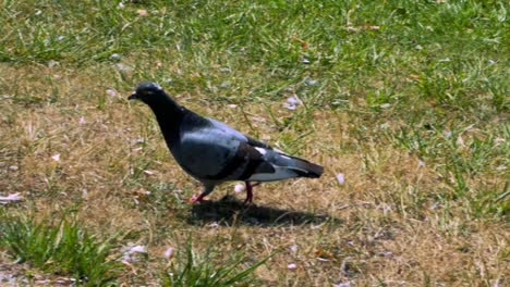 Pigeon-walks-on-green-grass-while-camera-follow-it