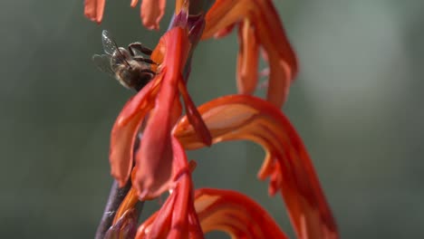 Bienen-In-Südafrika-Kriechen-über-Eine-Hohe-Orange-gelbe-Blume