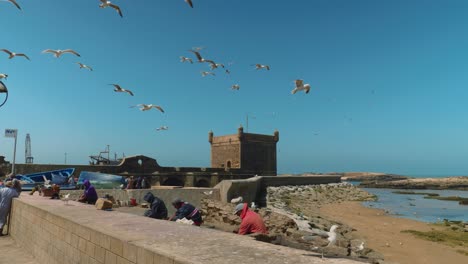 Many-hungry-seagulls-fly-above-fishermen-in-port-of-Essaouira,-Morocco