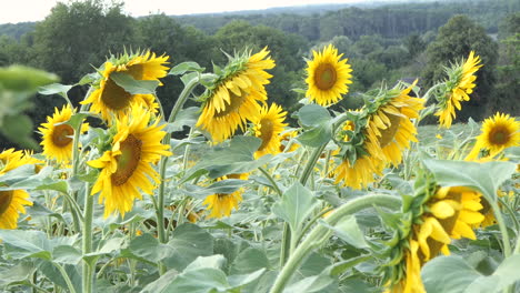 Sunflower-flowers-slightly-on-wind-in-a-farm