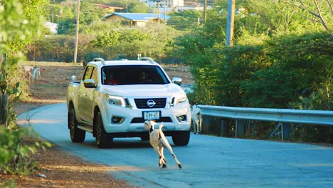 A-Scenery-Of-Goats-Almost-Getting-Hit-by-a-Pickup-Car-In-Curacao-With-Glorious-Trees---Steady-Shot