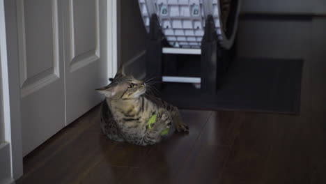 Pet-savannah-f4-cat-playing-with-a-tennis-ball-at-home