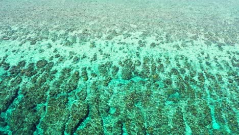 Hermosos-Tonos-Verdes-De-Arrecifes-De-Coral-Tropicales-Y-Costas