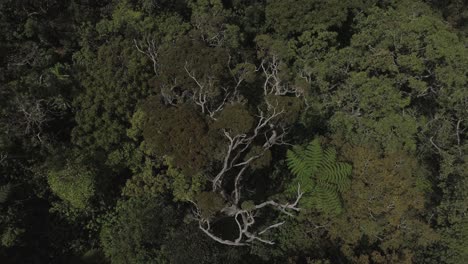 Drone-shot-of-a-Tropical-jungle---Zoom-out-shot