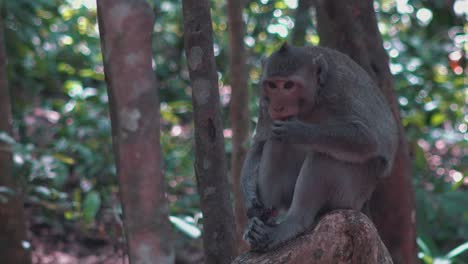 Macaque-Monkey-Eating-on-a-Log-in-the-Jungle